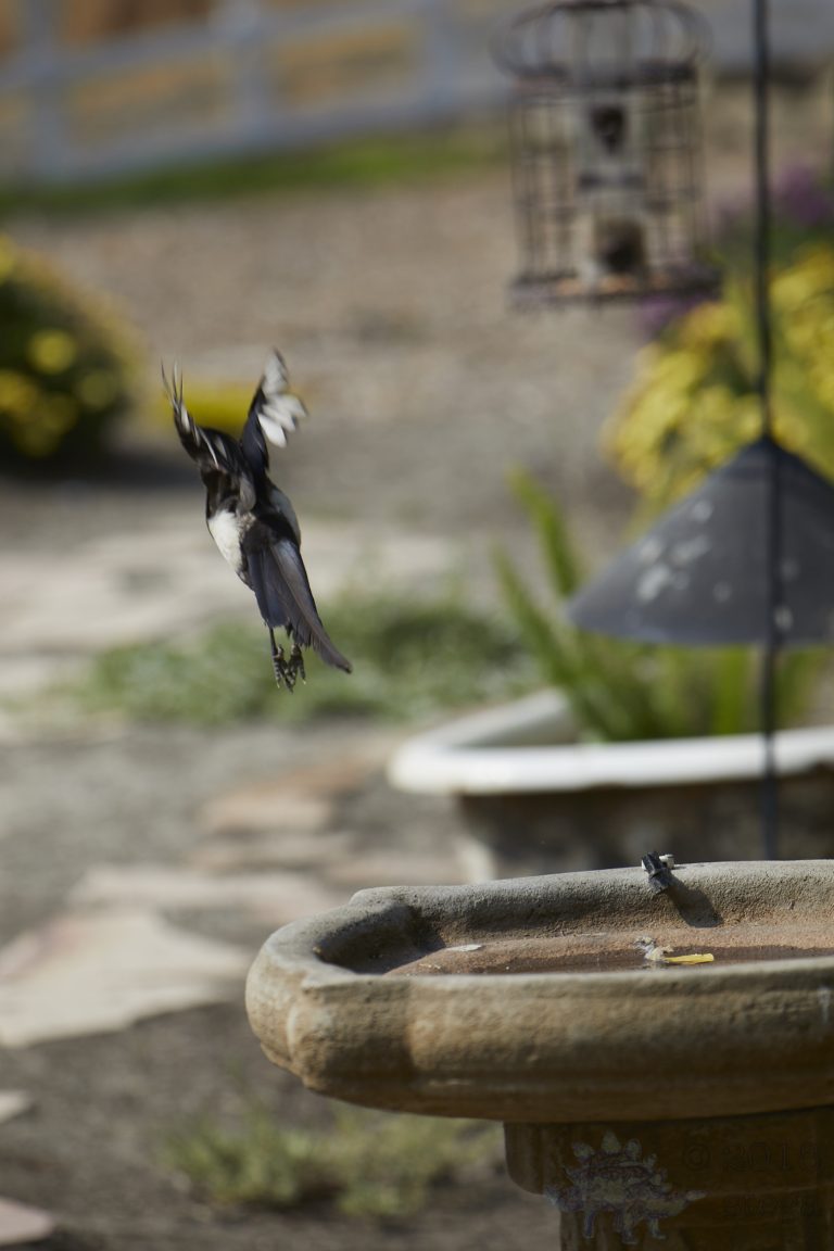 Old School Week: Yellow-billed Magpie