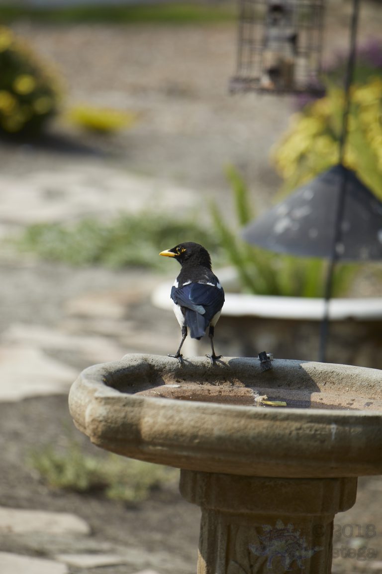 Old School Week: Yellow-billed Magpie