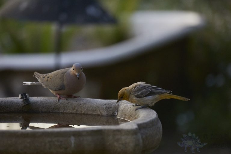 Mourning Dove and Western Tanager