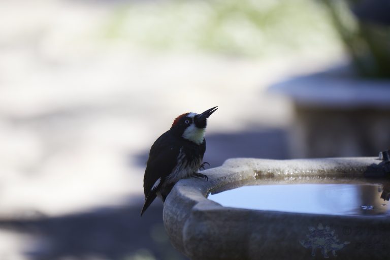 Old School Week: Acorn Woodpecker