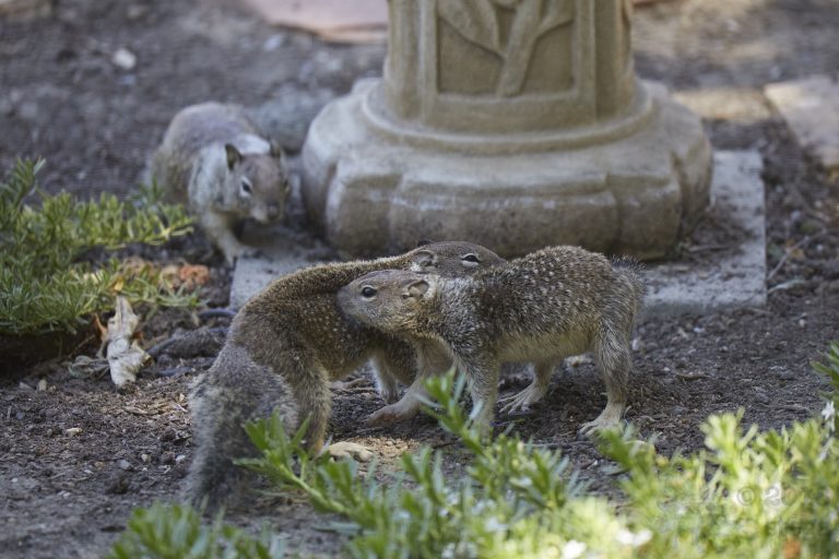 Old School Week: Squirrel Fight