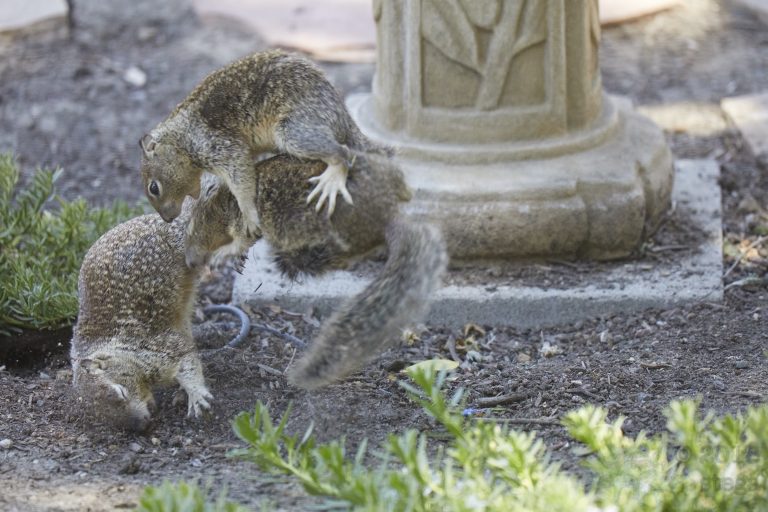 Ground Squirrel Fight (3 Images)