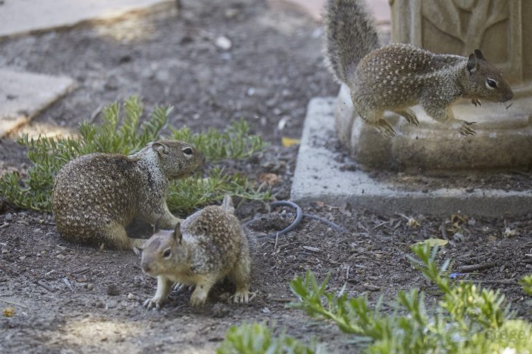 Old School Week: Squirrel Fight