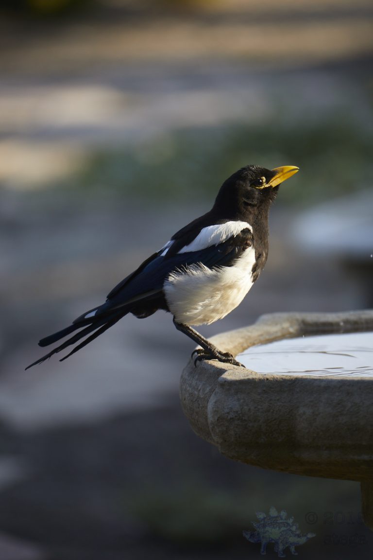 Old School Week: Yellow-billed Magpie