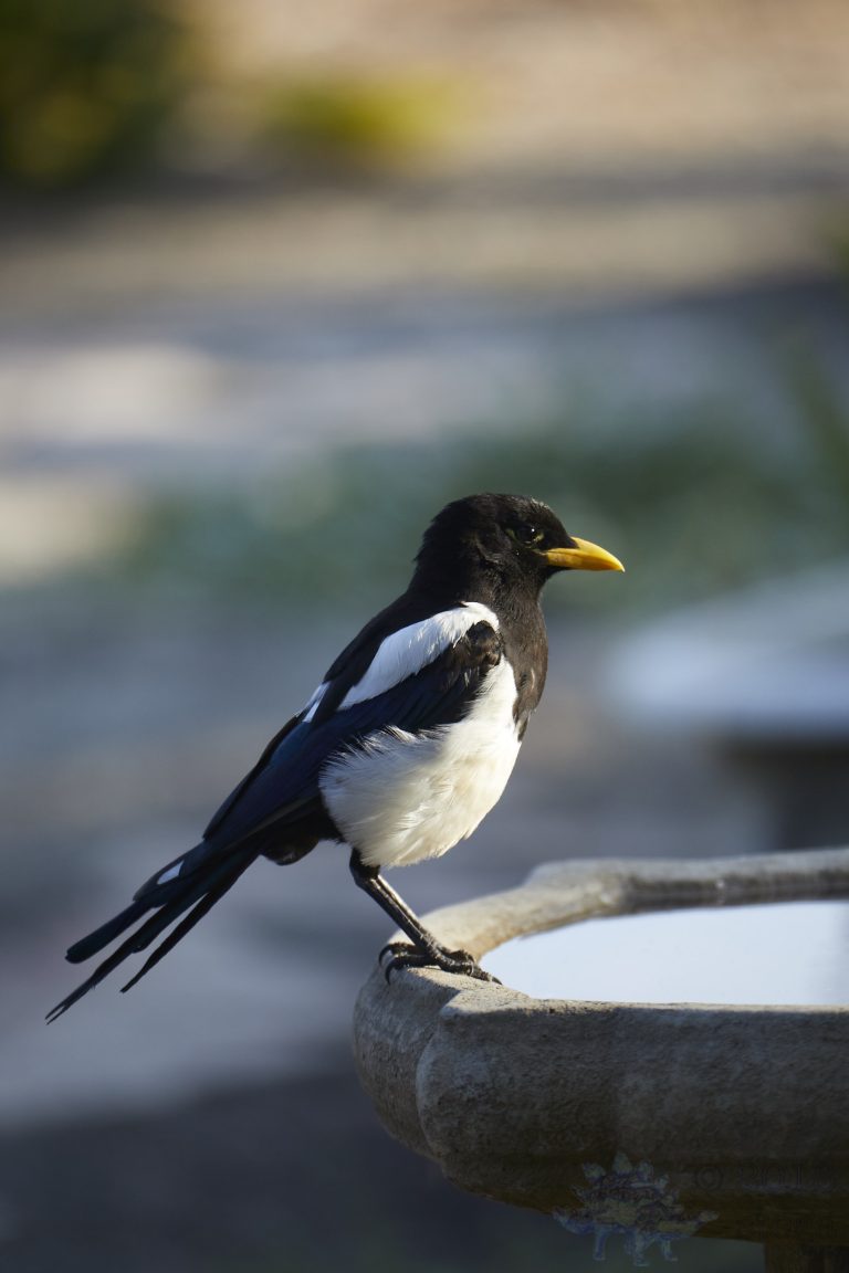 Old School Week: Yellow-billed Magpie