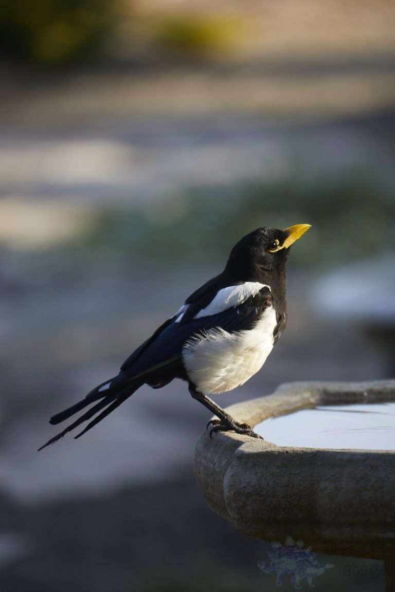 Yellow-billed Magpie (series)