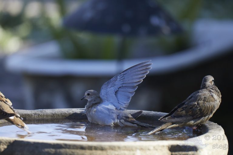 Old School Post: Mourning Dove