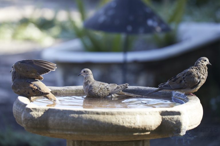 Old School Post: Mourning Dove