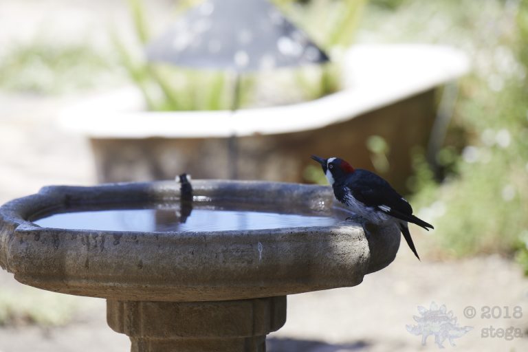 Old School Post: Acorn Woodpecker