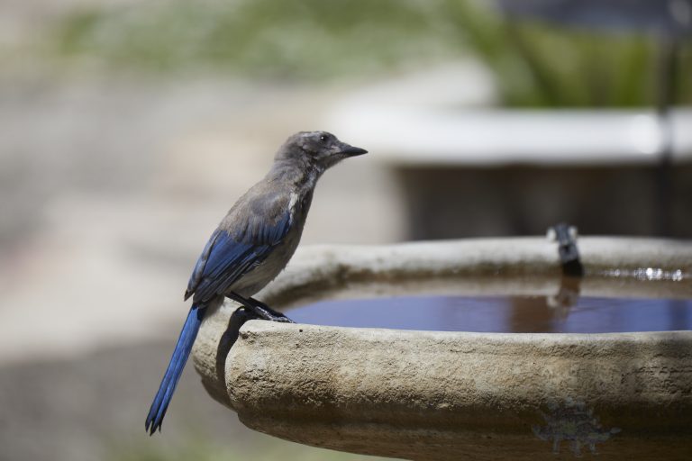 Old School Week: California Scrub Jay Fledgling