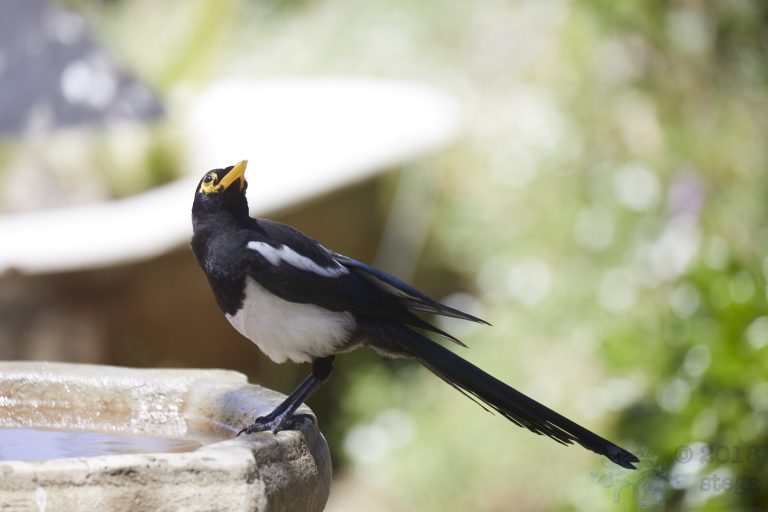 Yellow-billed Magpie