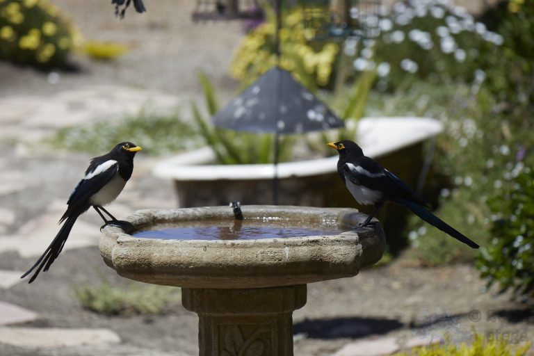 Old School Week: Yellow-billed Magpie