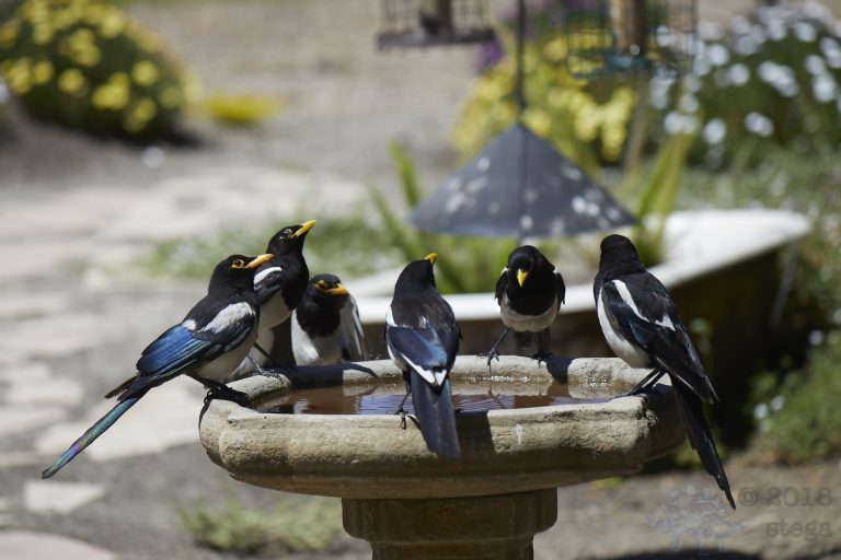 Old School Week: Yellow-billed Magpie
