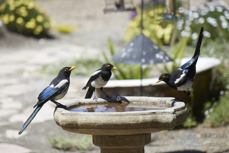 Old School Week: Yellow-billed Magpie
