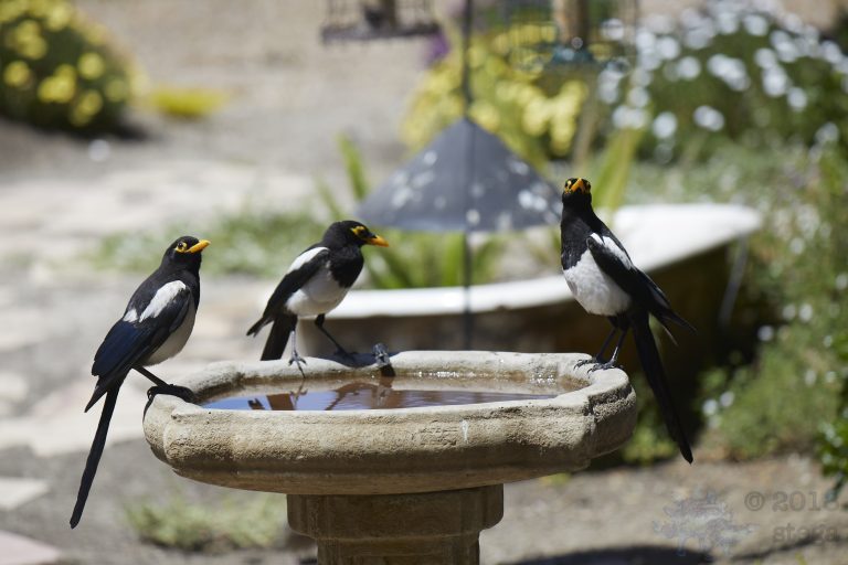 Old School Week: Yellow-billed Magpie