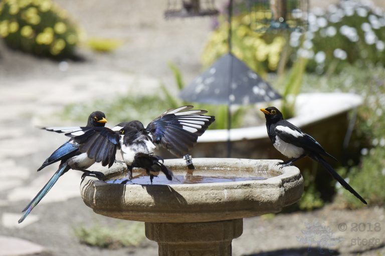 Yellow-billed Magpies at the bath (Series)
