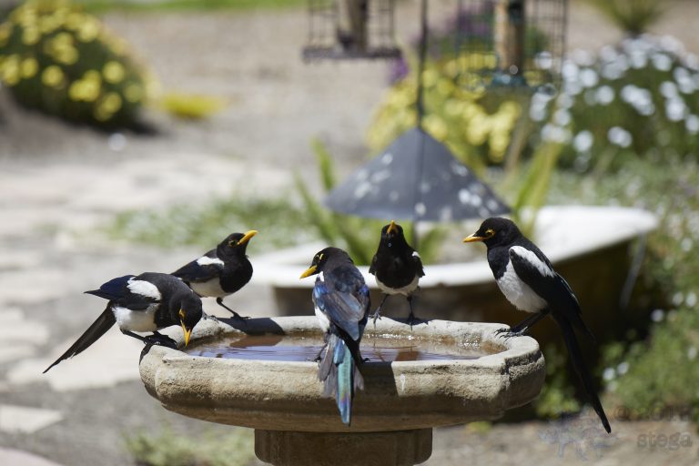 Yellow-billed Magpies