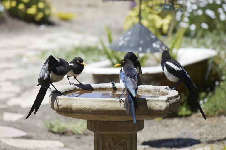 Old School Week:  Yellow-billed Magpie