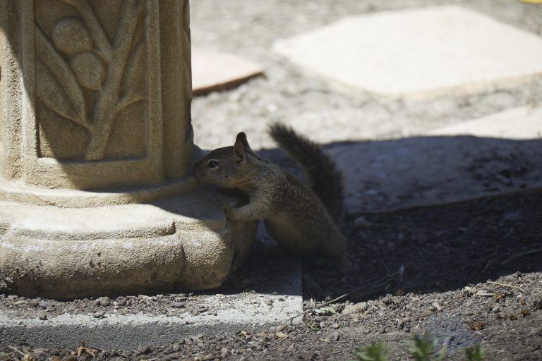Old School Week: Ground Squirrel