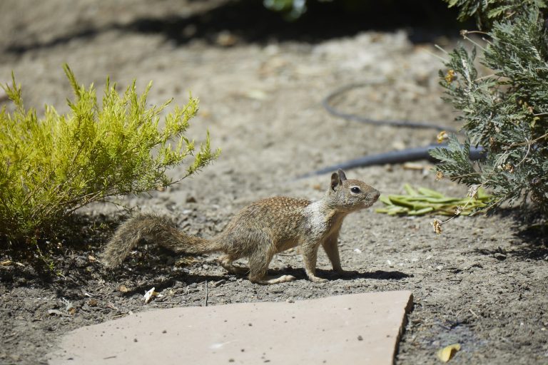 Ground Squirrel