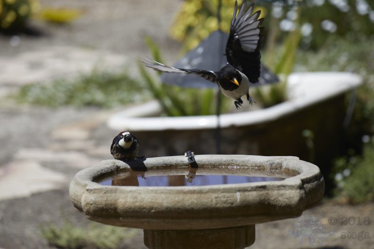 Old School Week: Acorn Woodpecker and Yellow-billed Magpie
