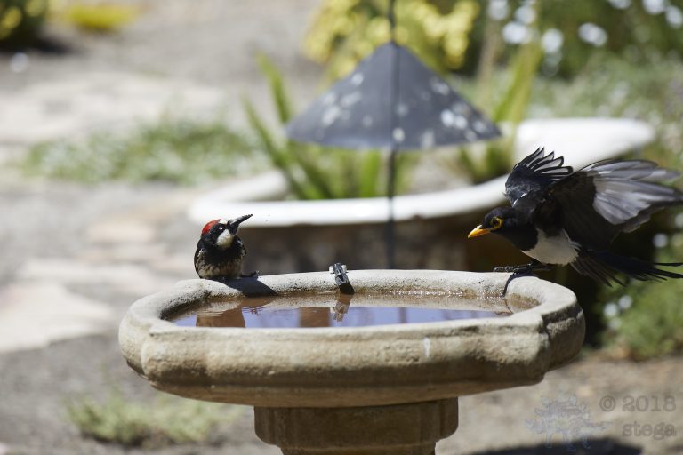 Acorn Woodpecker with wary visitors (13 Images)