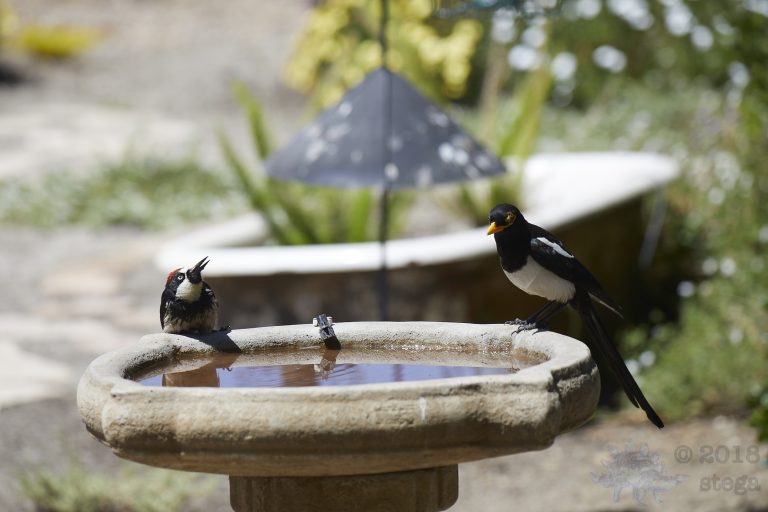 Old School Week: Acorn Woodpecker and Yellow-billed Magpie