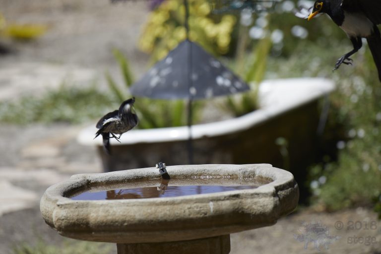 Fleeing Nuttall’s Woodpecker and incoming Yellow-billed Magpie