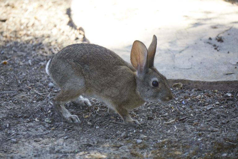 Baby Hare