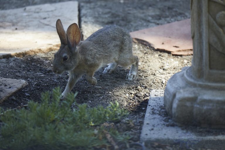 Baby Hare