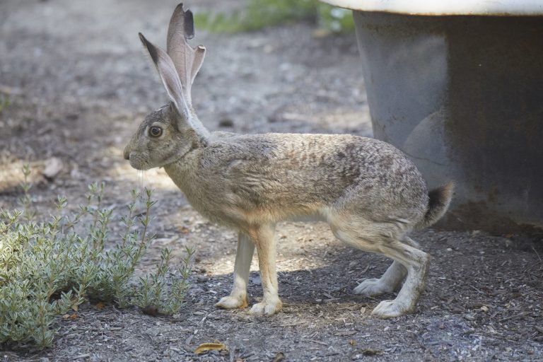 Western Hare Week (Bonus Post)