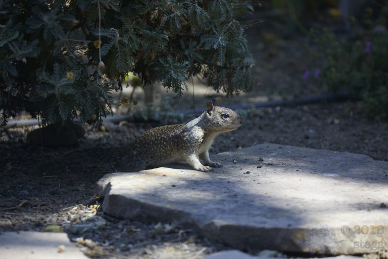 Ground Squirrel