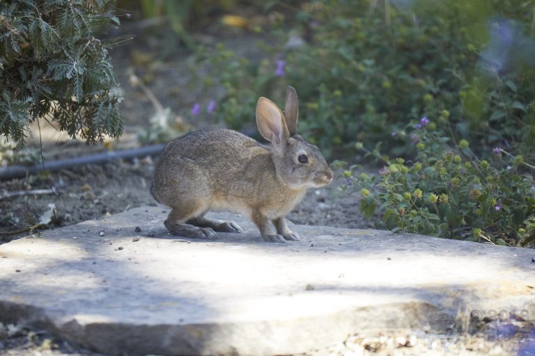Baby Hare