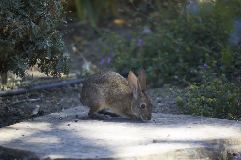 Western Hare Week