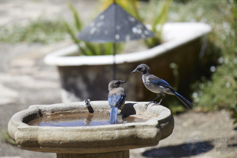 Old School Week: California Scrub Jay