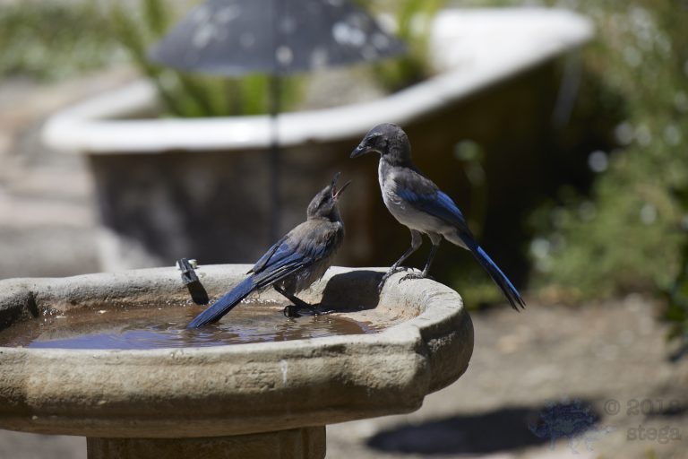 California Scrub Jay Week
