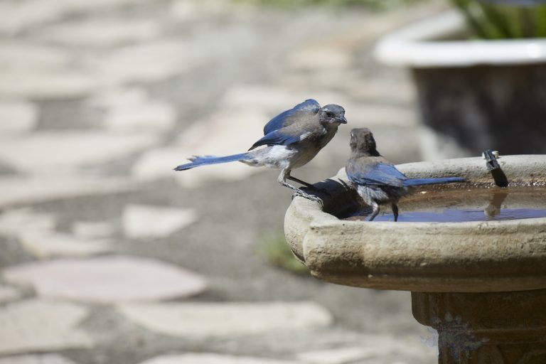 Old School Week: California Scrub Jay