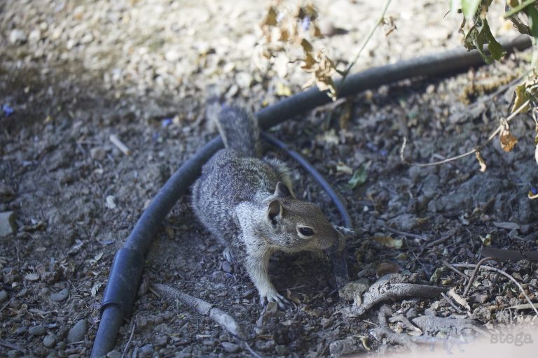 Thirsty Ground Squirrel