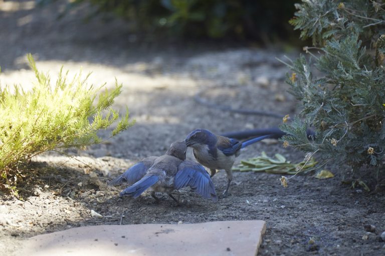 California Scrub Jay Week