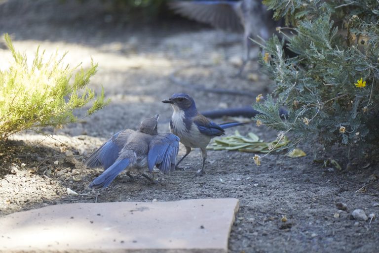 Begging California Scrub Jay and Parent