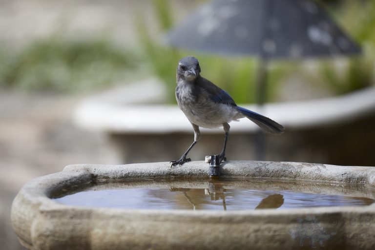 California Scrub Jay Week: 3 Images of a Fledgling