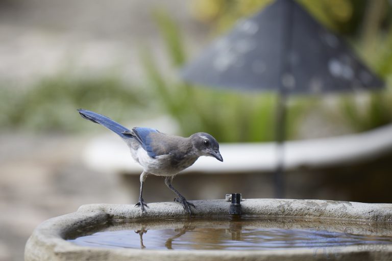 Young California Scrub Jay