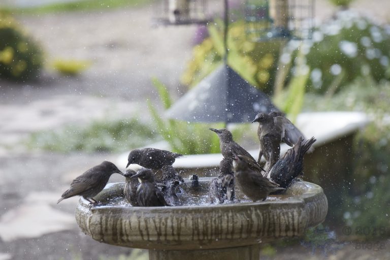 Old School Week: European Starlings