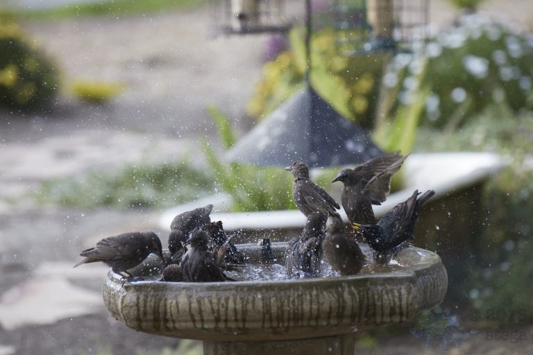 Old School Week: European Starlings