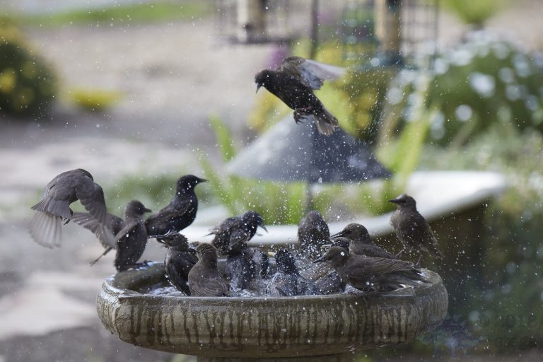 A mob of European Starlings (part 2)