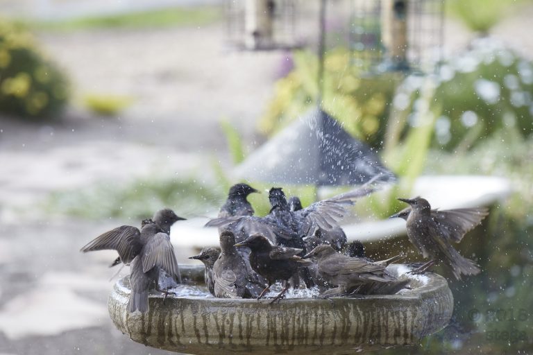 Old School Week: European Starlings
