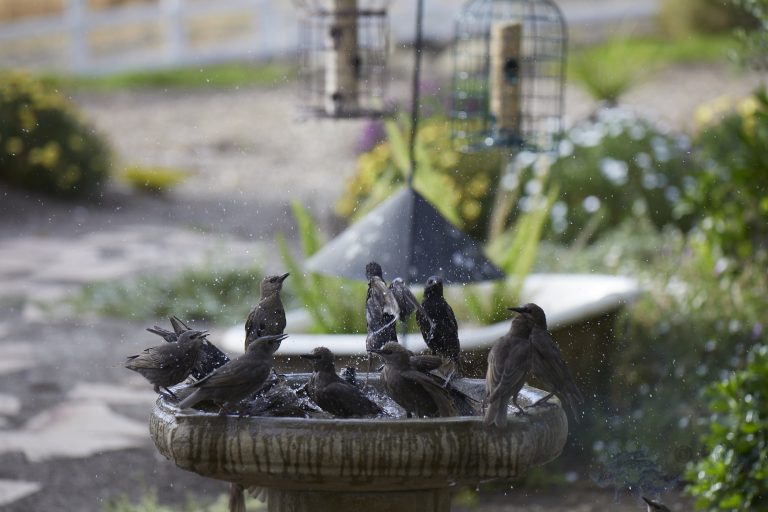 Old School Week: European Starlings