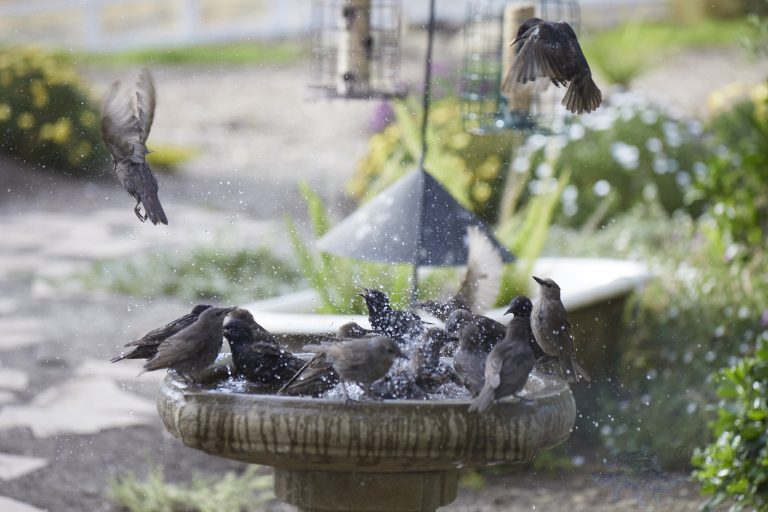 A mob of European Starlings (part 1)