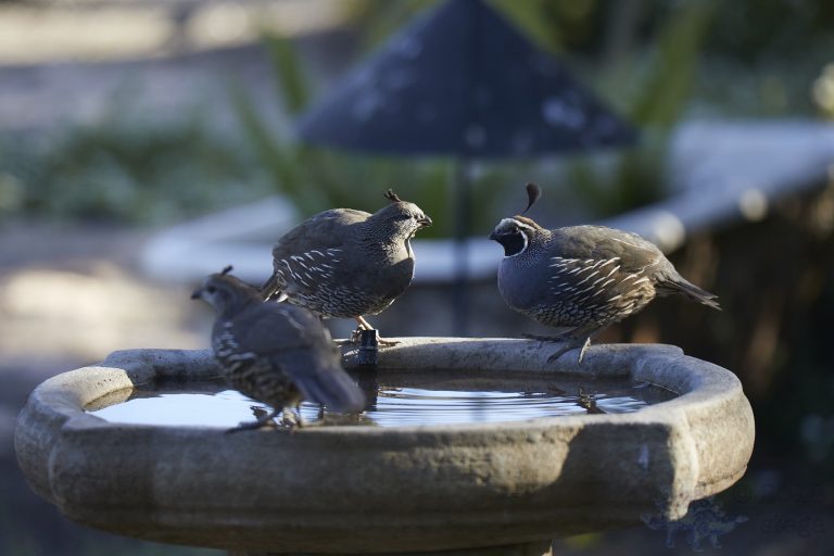 California Quail Week