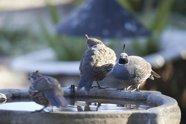 California Quail Week